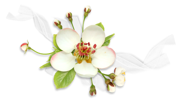 Ветка яблони в цвету для фотошопа