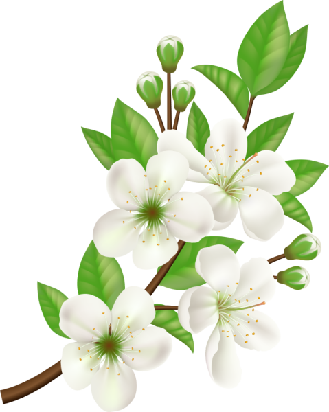 Яблони в цвету