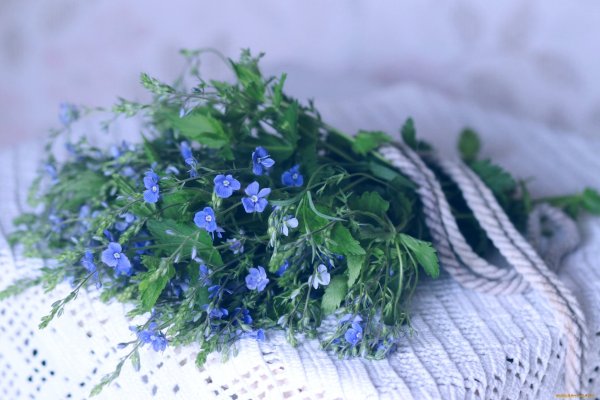 Маленькая роза
