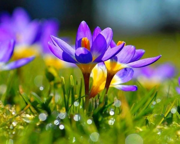 Утро Весна цветы