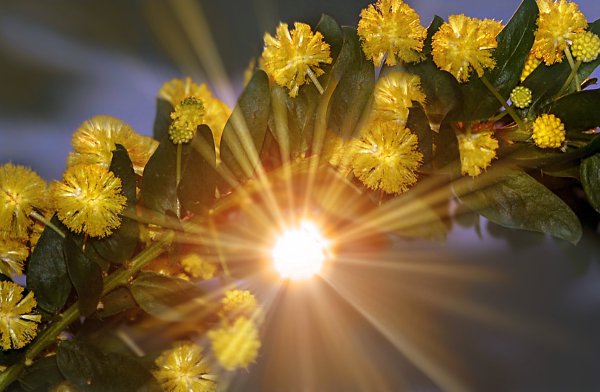 Солнечные весенние цветы