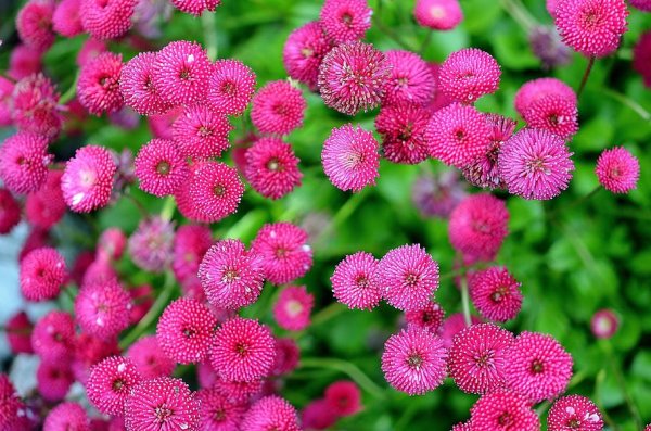 Естественные цветы