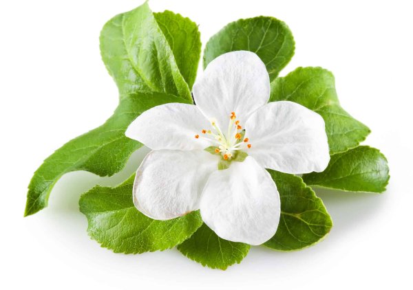 Цветок яблони некрасивый для детей