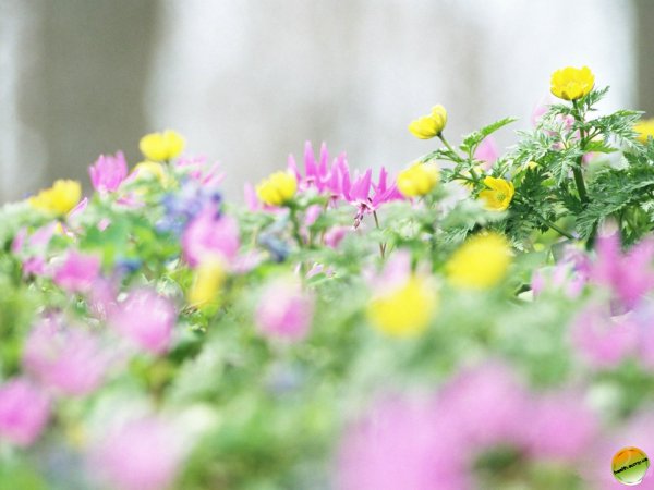 Яблони в цвету