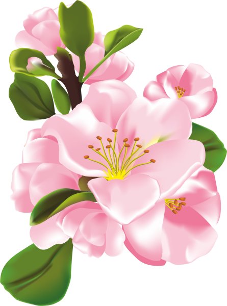 Яблоня в цвету вектор