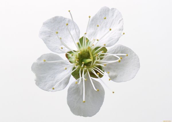 Цветок яблони чашелистики