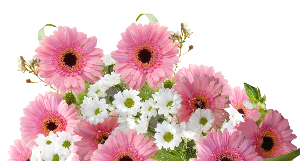 Розы хризантемы лилии астры