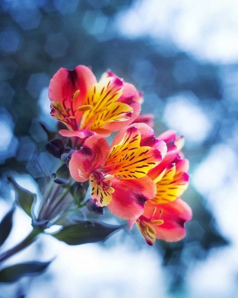 С днём рождения ромашки