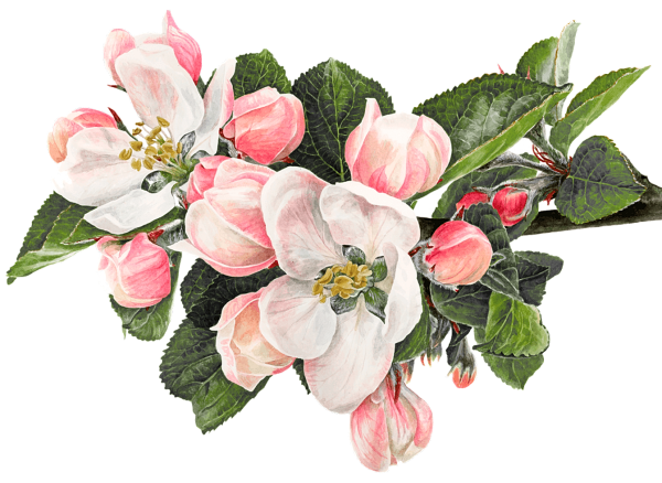 Жасмин и Яблоневый цвет