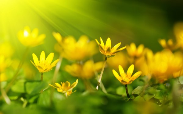 Нежные весенние цветы в природе