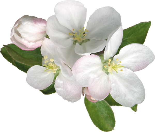 Яблоневая ветка на белом фоне