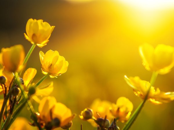 Роса на полевых цветах