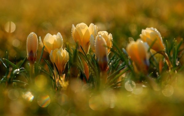 Весна солнце цветы