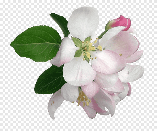 Веточка с цветочками