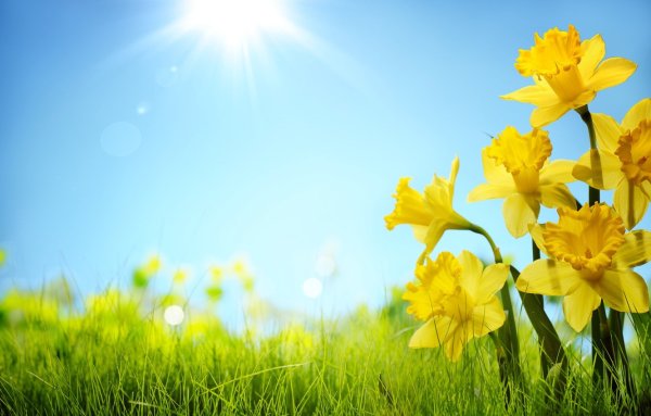 Весенний рассвет