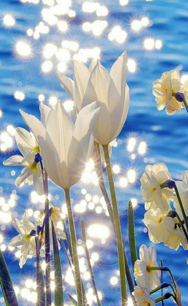 Солнечная Весна