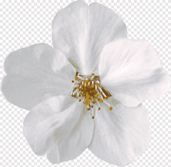 Ветка яблони