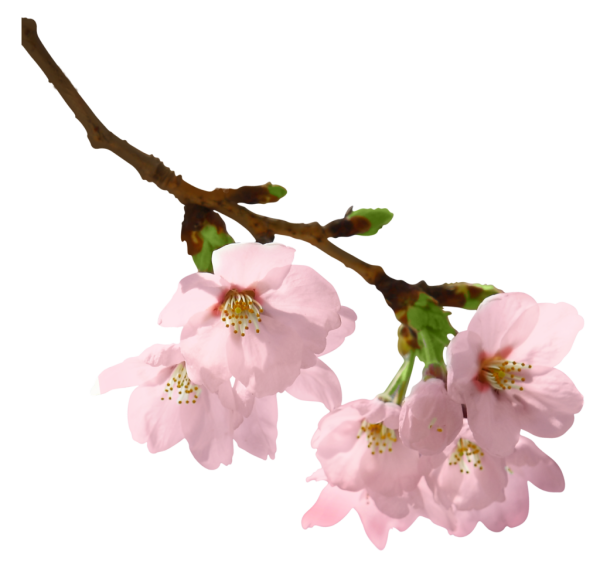 Акварельные цветы Сакура