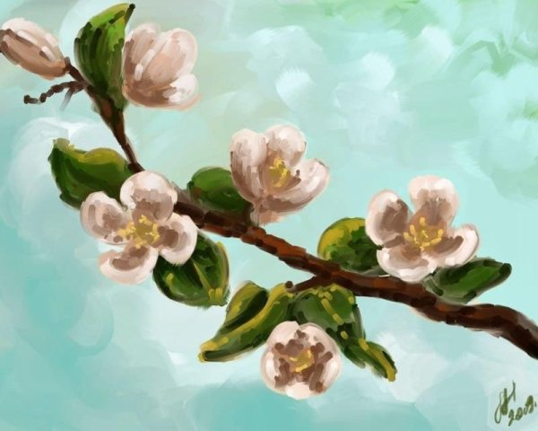 Черри блоссом Gyu