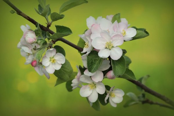 Белые цветы вектор