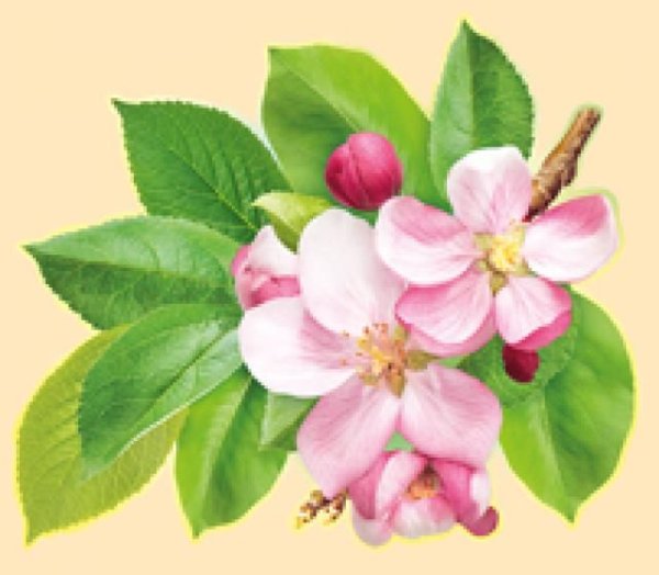 Весенние цветы на прозрачном фоне