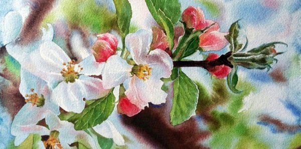 Майская веточка яблони сбоку