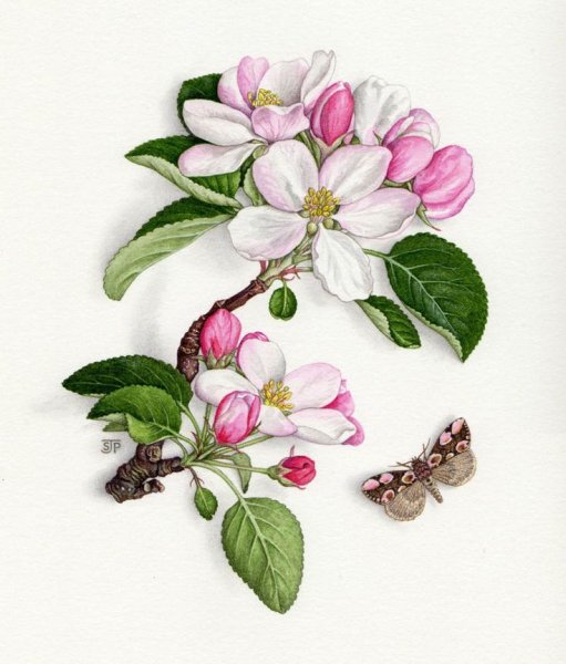 Векторные цветы яблони