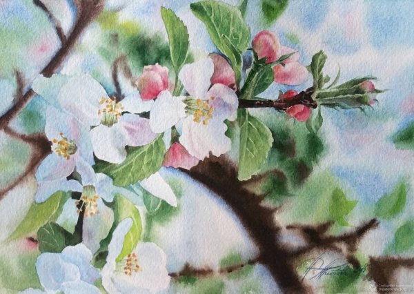 Ветка цветущей яблони