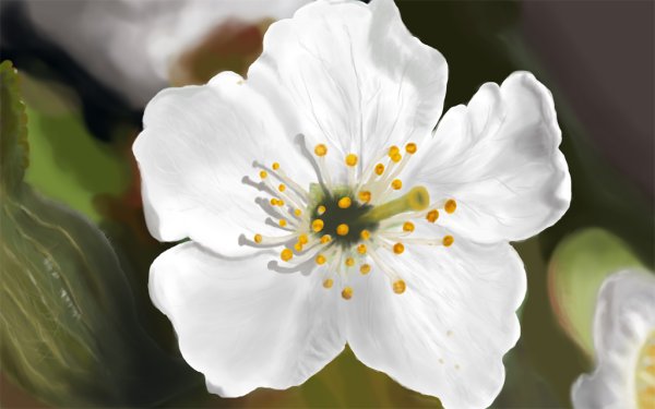 Цветы яблони акварель