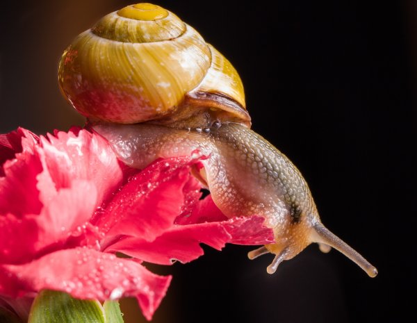 Улитка в цветах