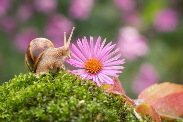 Улитка Весна