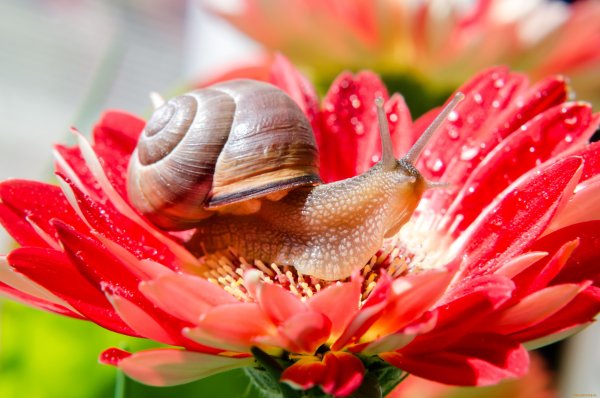 Улитка с цветами