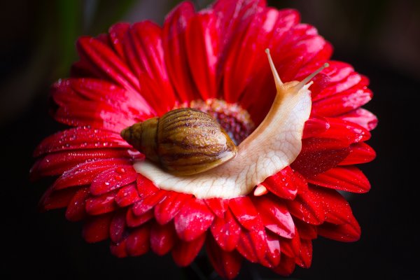 Красивые макрофотографии цветов