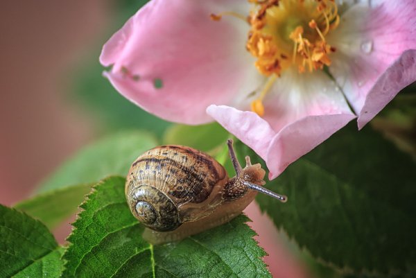 Маленькие улитки на растениях