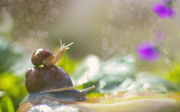 Улитка в природе