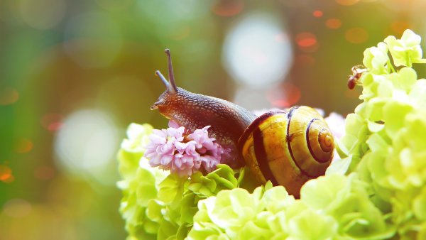 Улитка обои