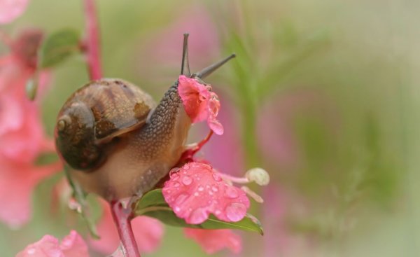 Улитка в цветах