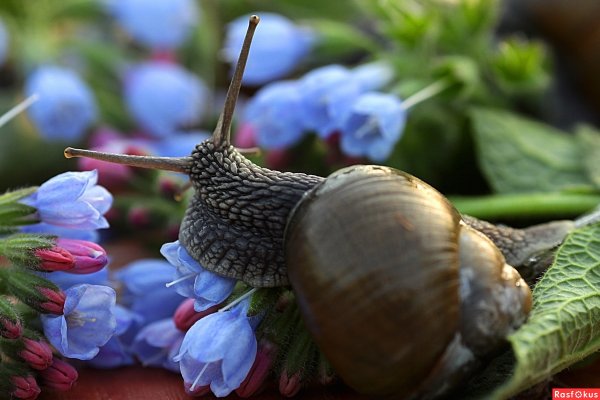 Заставка улитка