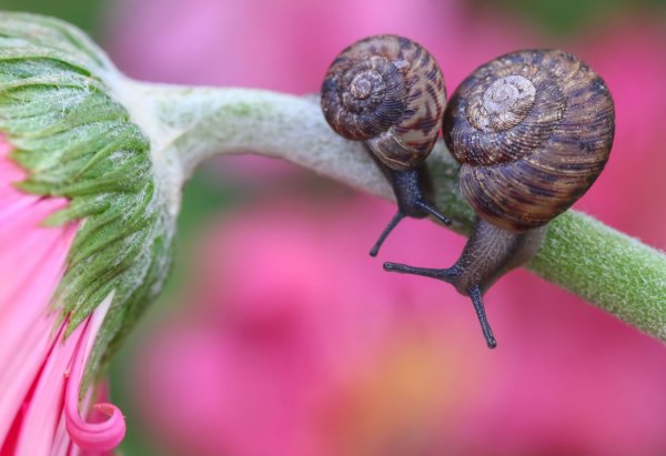 Разновидности улиток