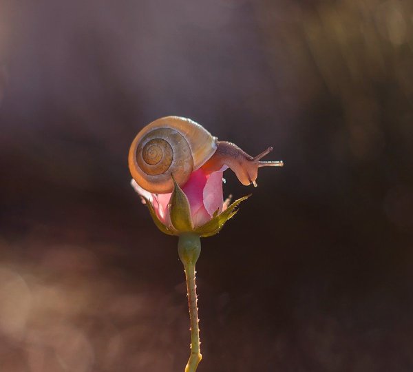Улитка с цветами
