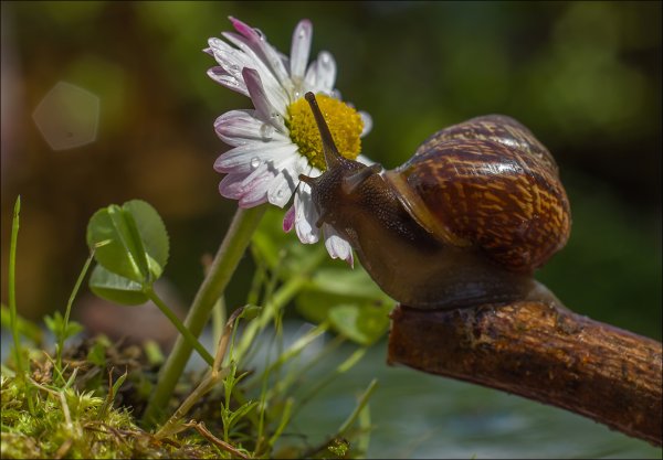 Улитка Эстетика