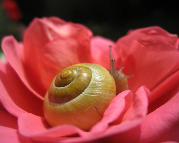 Улитка в цветах