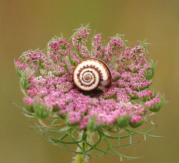 Улитка в цветах