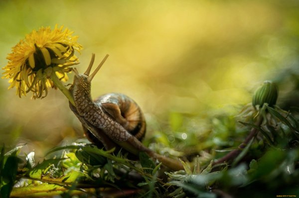 Макросъемка природа