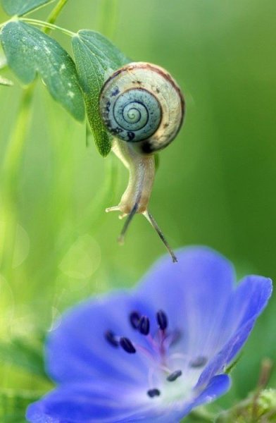 Красивые улитки