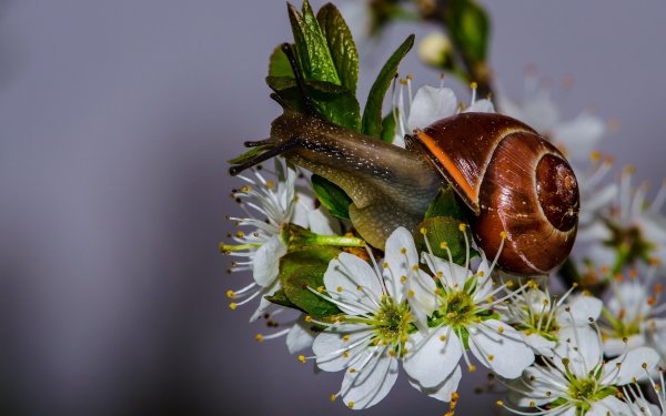 Улитка в цветах