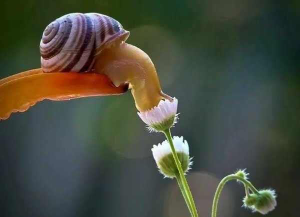 Макрофотографии Вячеслава Мищенко