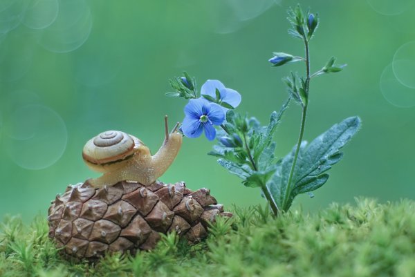 Улиточка в цветах