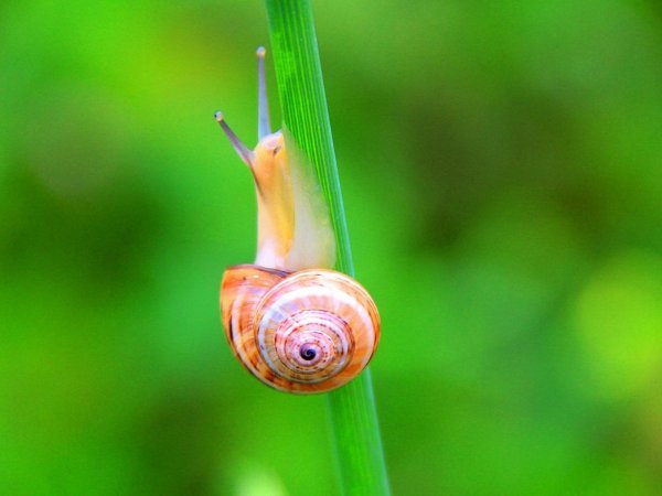 Улитка на стебле