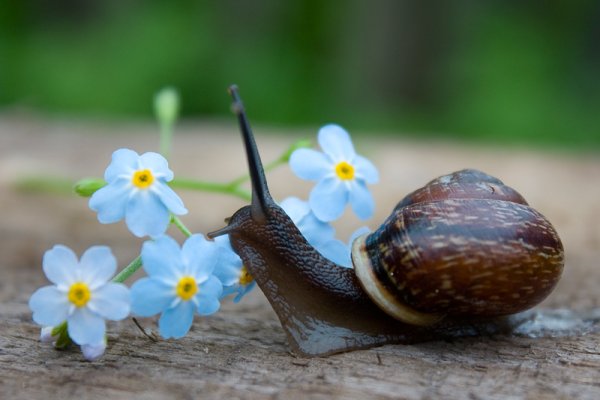 Улитка с цветочком